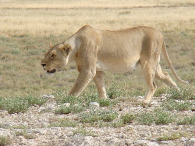 Lion Stalking