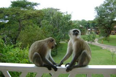 Monkeys on the Balcony