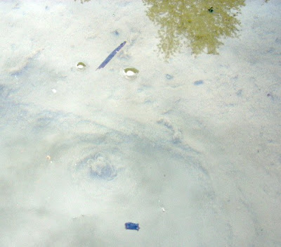 alaska frogs