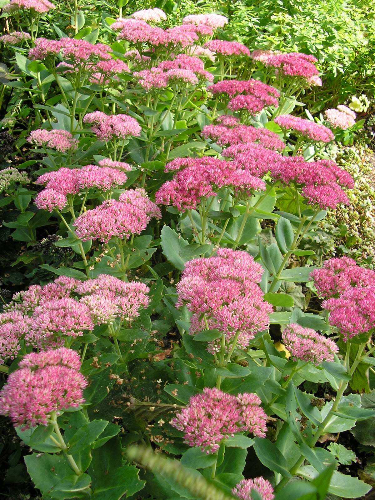 Viburnum Op Stam Sneeuwbal Online Kopen