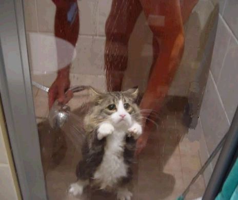 [showerkitty.jpg]
