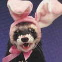 Cette image est la phobie de quelqu'un Lapin mutant