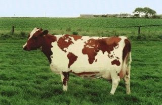 Vache Terre