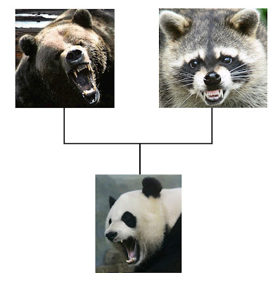 Origine du panda
