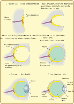 Apparition oeil