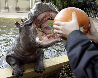 Hippopotame gourmand