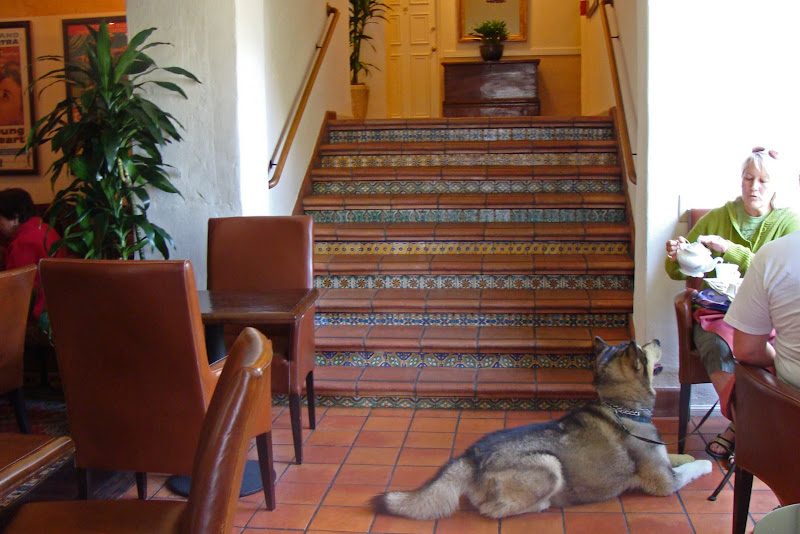 Doris Day's Dog Hotel. It's called the Cypress Inn, I think. Doris Day's Dog Hotel. It's called the Cypress Inn, I think.