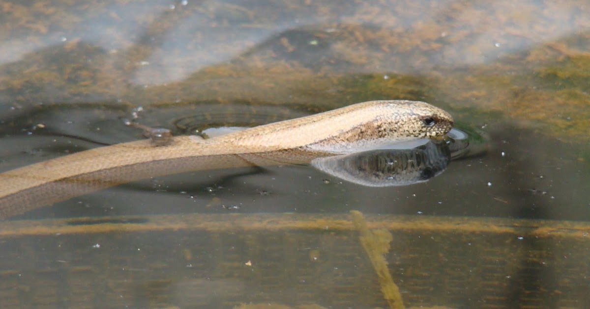 Frog End Wildlife Slow worms in the pond