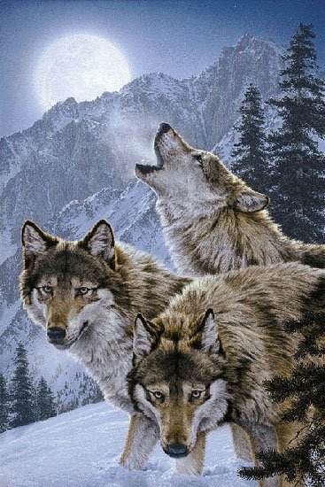 WOLVES