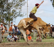 GINETEANDO EM NOVILHOS