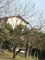 kite eating tree
