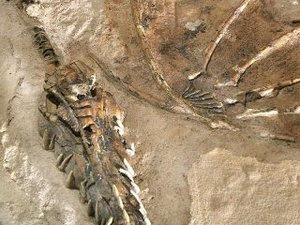 Misteri Hewan Naga