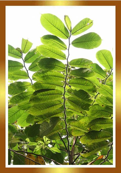 Guía del Plantabosques: EL ÁRBOL DEL HULE