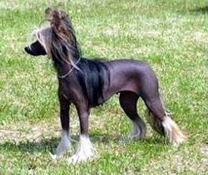 chinese+crested.jpg