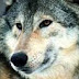 Asturias ejecuta un plan brutal de control de lobos