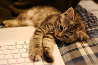 gatito