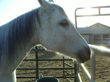 Pyper! Daysia's Horse!