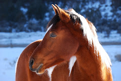 Carbondale, Co Horse