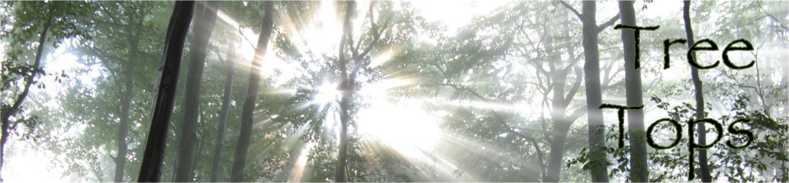 Tree Tops