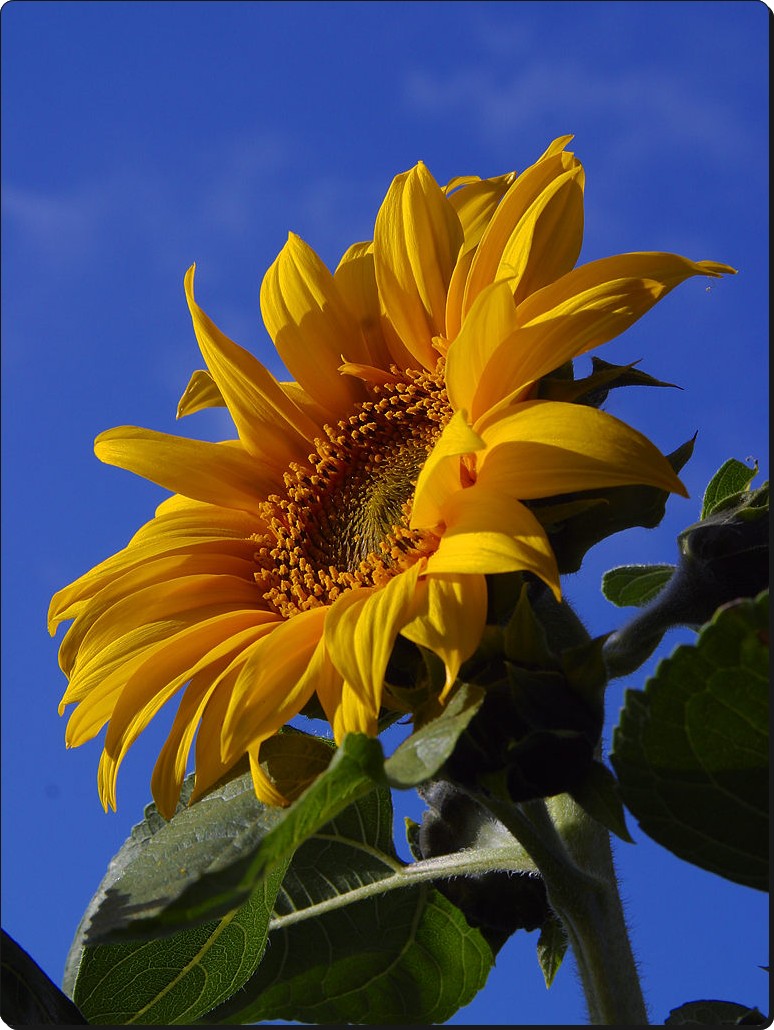 Mongolian Sunflower