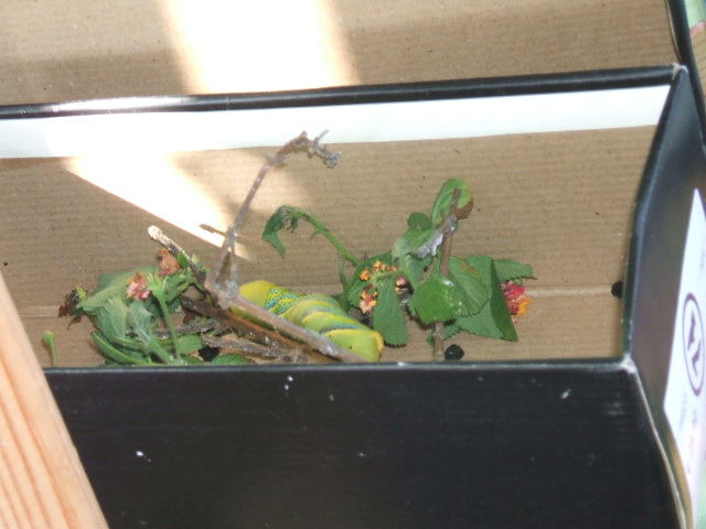 [DSCF5285.JPG]