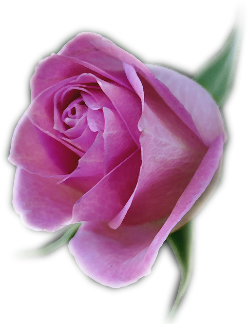 tubes de flores: Rosas I (ROSA INDIVIDUAL)