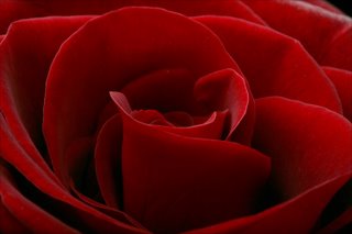 [red-rose-.jpg]