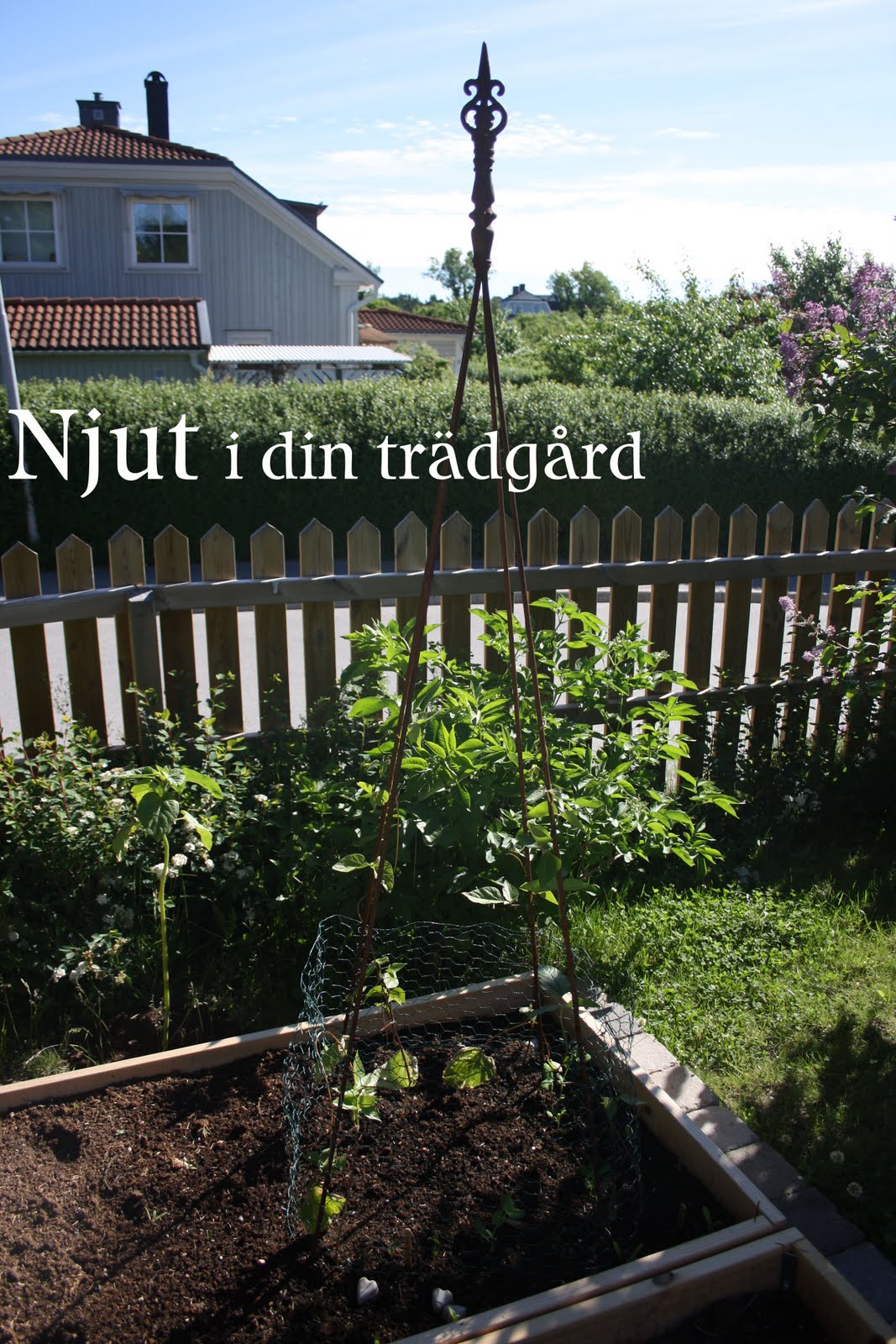 Njut i din trädgård: barnens trädgård grabbarna är stolta...