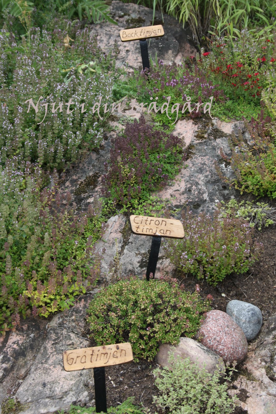 Njut i din trädgård: augusti 2010