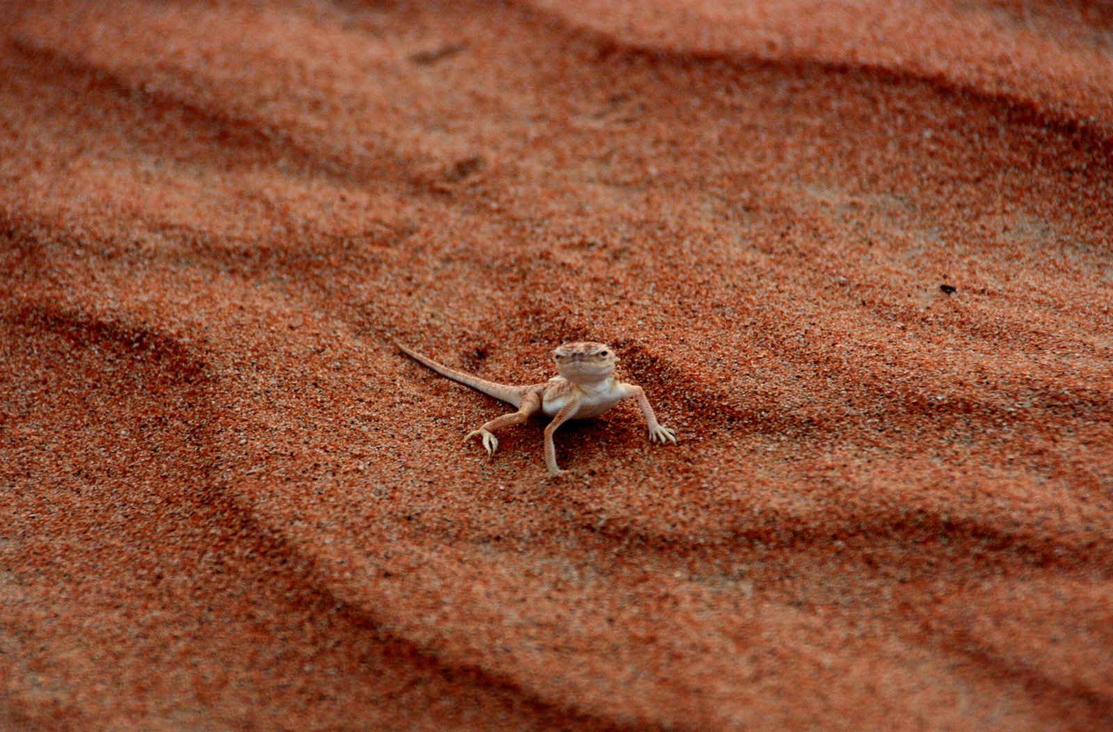 [Lizard.JPG]