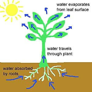 ap biology plant systems transport of water essay It covers interactions with plants, animals and humans through agriculture, biology and medicine and with the physical world through electronics, new building materials and new sources of energy it affects the people of our planet, protecting and preserving our health, ecology, culture and heritage. ap biology plant systems transport of water essay It covers interactions with plants, animals and humans through agriculture, biology and medicine and with the physical world through electronics, new building materials and new sources of energy it affects the people of our planet, protecting and preserving our health, ecology, culture and heritage.