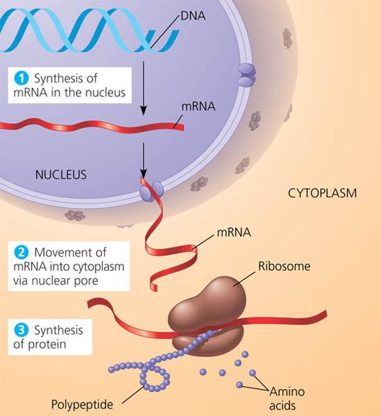 The Roles of Nucleic Acids