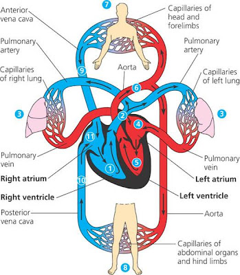 Importance Of Animal Circulatory System 