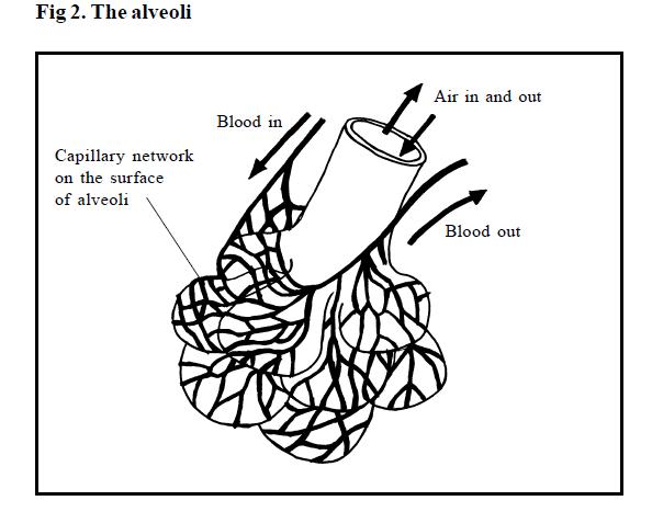 Alveolus Diagram