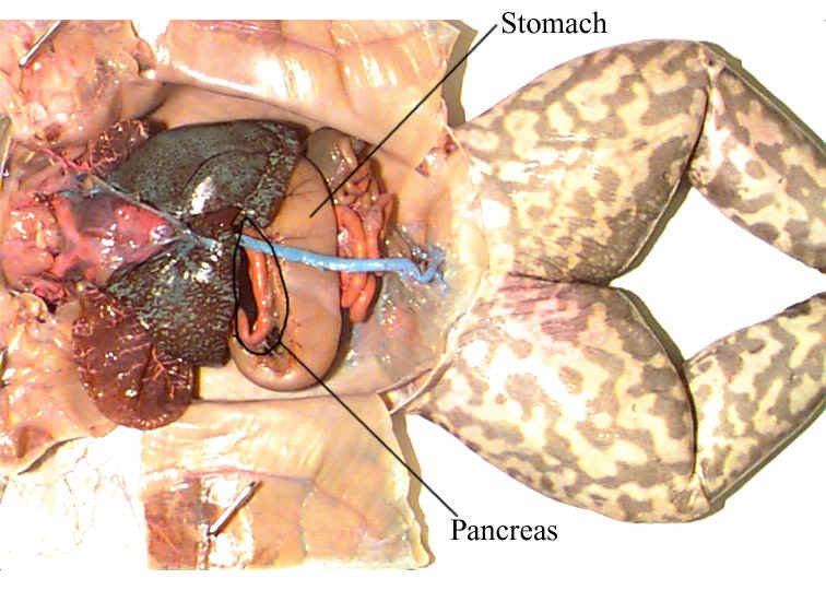 digestive system diagram labeled. Digestive+system+labeled+