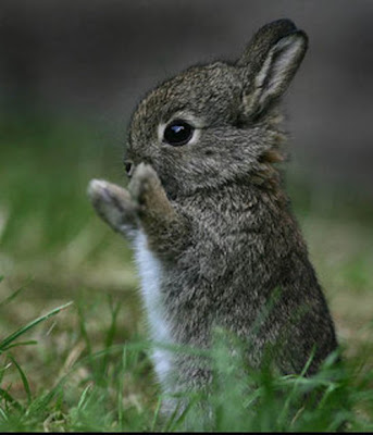cute pictures of bunnies. A cute bunny!