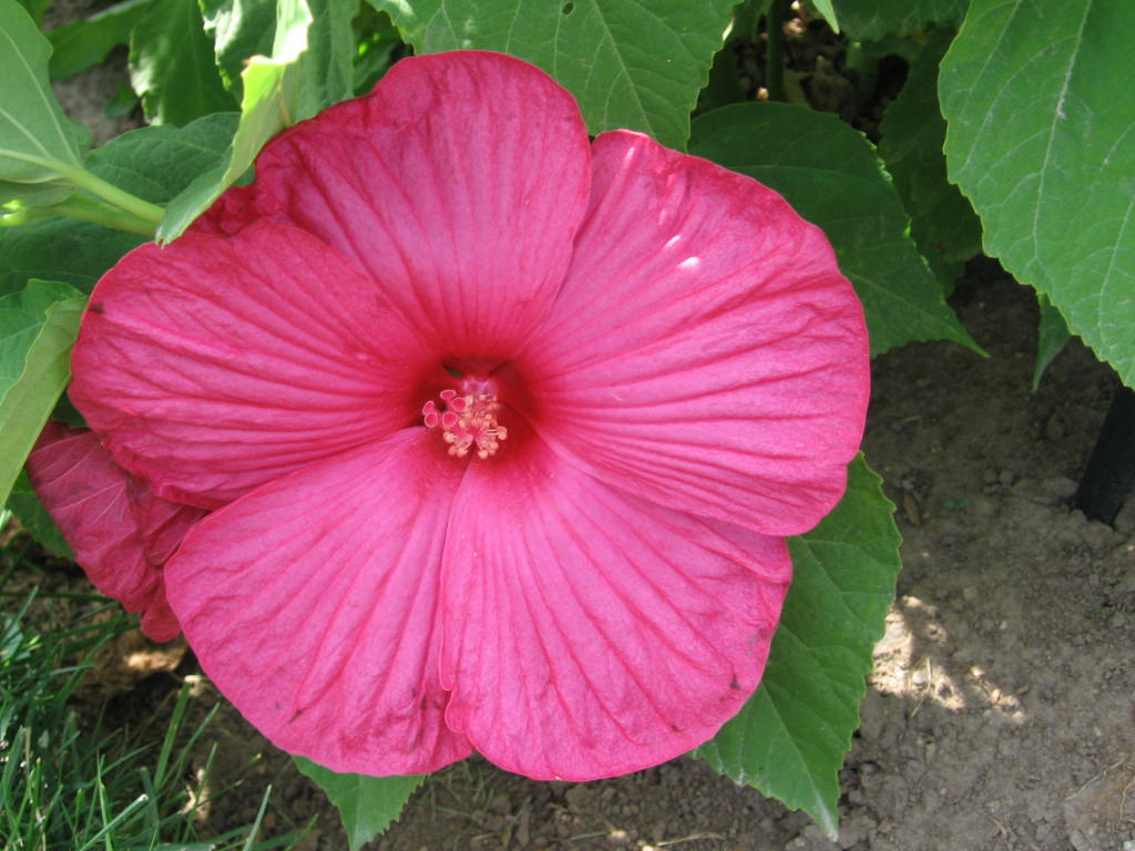 Hibiscus Luna
