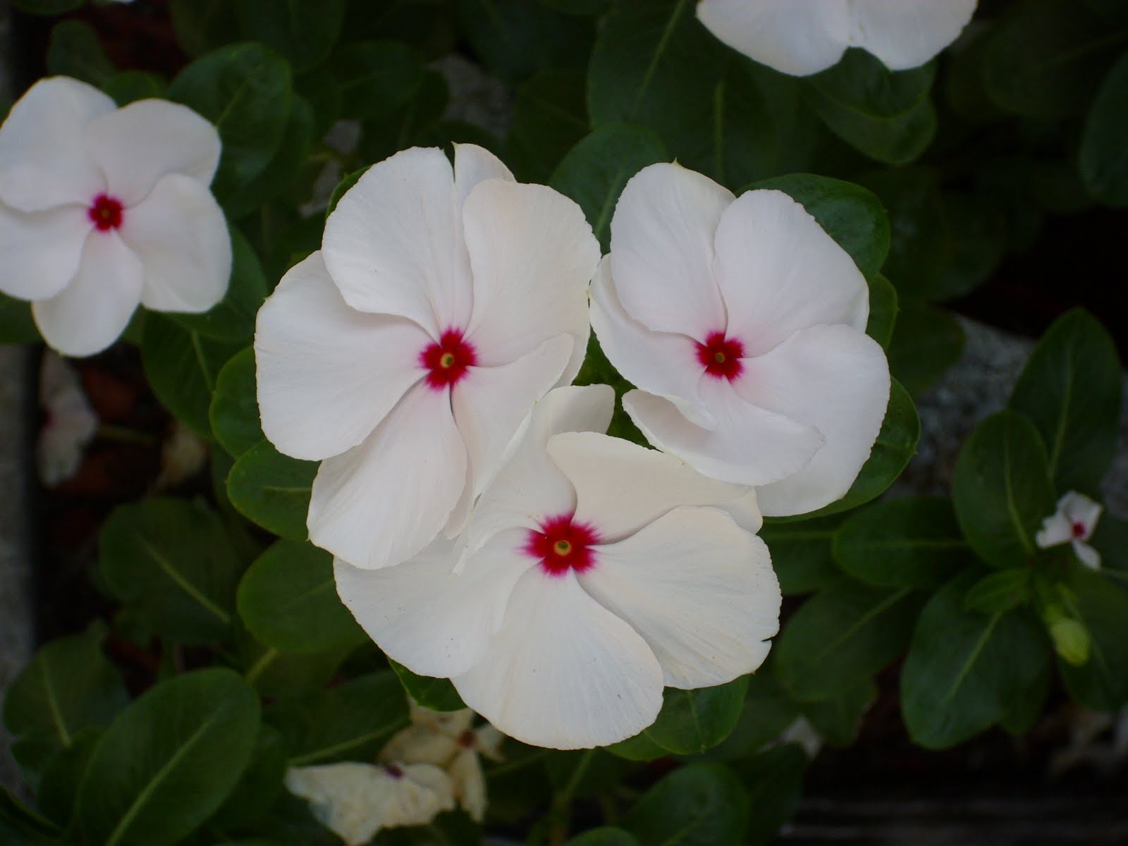 to Florida Sunday Morning Flowers