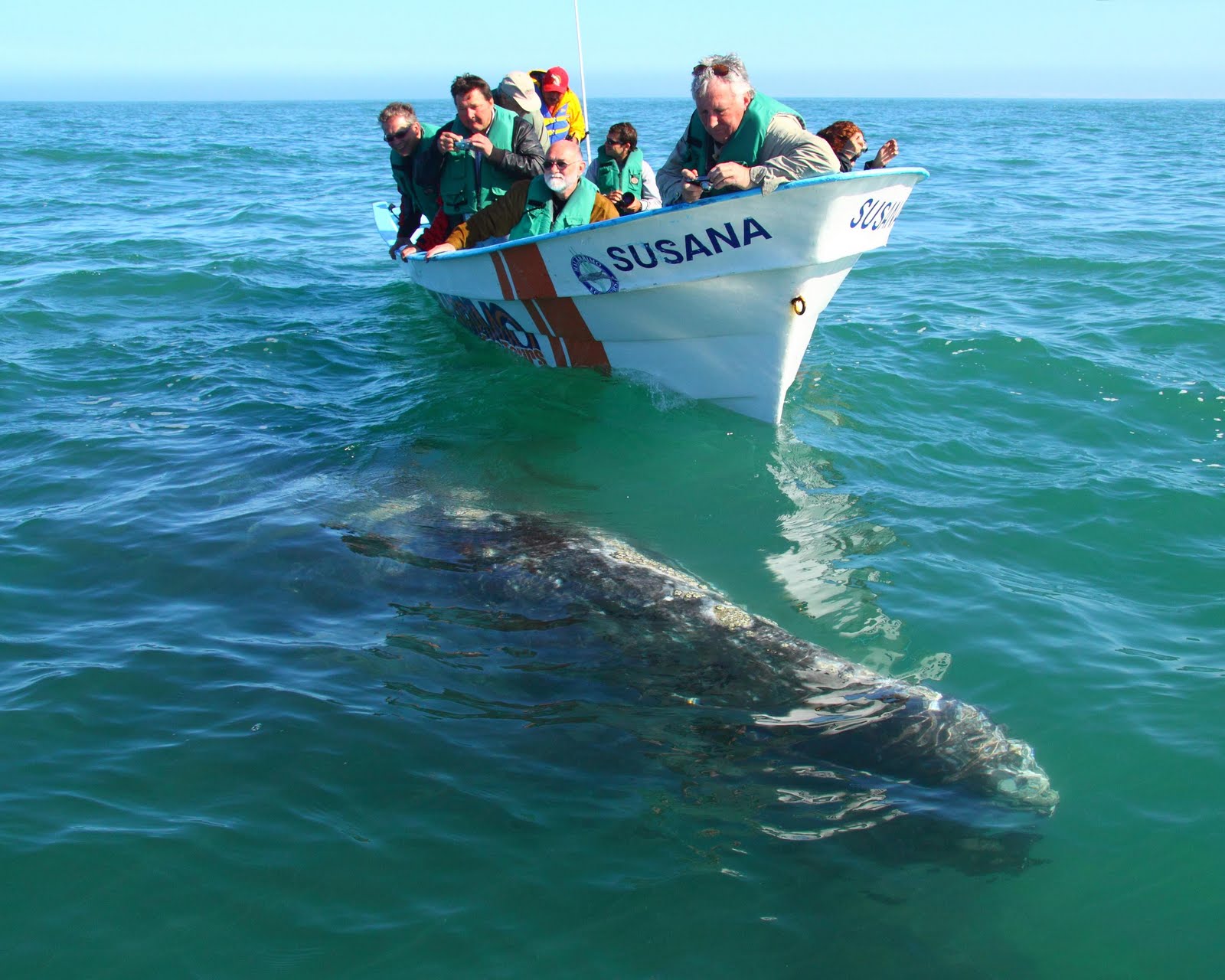 Hitchhiking Animals Sailboat Sinks After Encounter With Whales