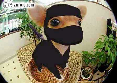 [cachorro.jpg]