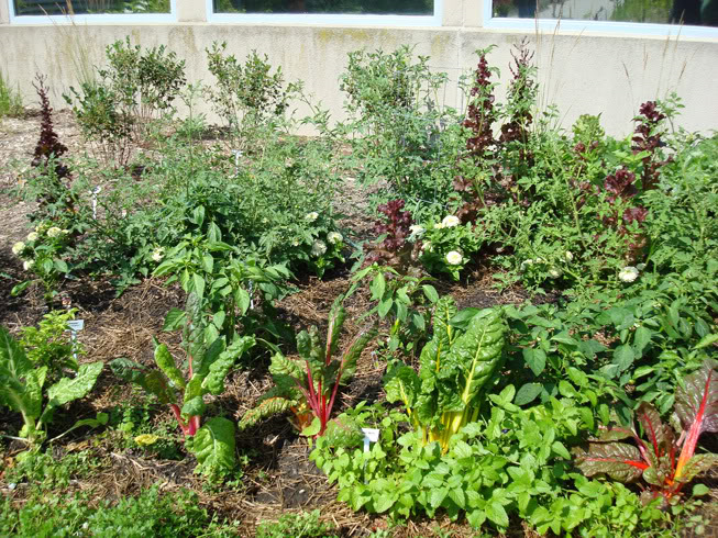 Home Garden Plans 2014: Plan for home vegetable garden
