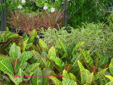 tropical house plants