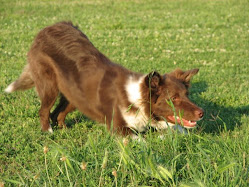 Brownie (Dancing Delilah from Let's Border)