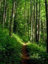 The Appalachian Trail