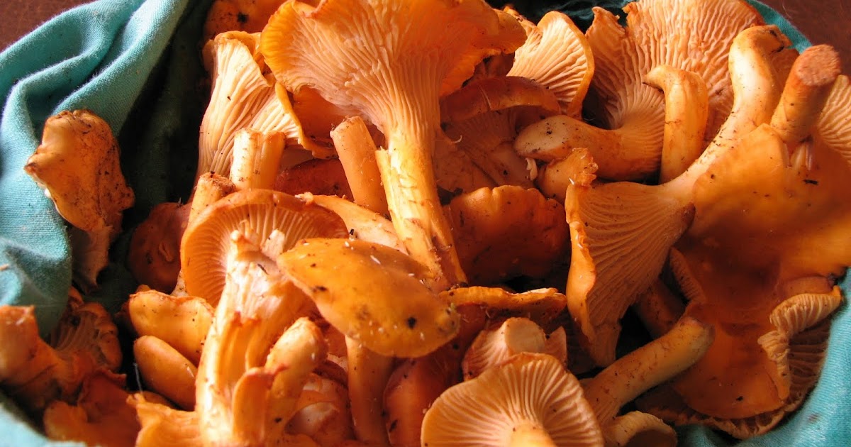 Birds, Boletes and Beaujolais Mushroom Hunting on the Central Oregon Coast