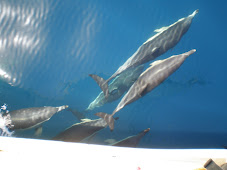 Common Dolpins
