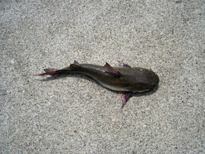 Catfish or Ikan Duri Caught At Woodland Jetty Fishing Hotspots was created to share with those who are interested in fishing on tips and type of fishes caught around Woodland Jetty Fishing Hotspots.