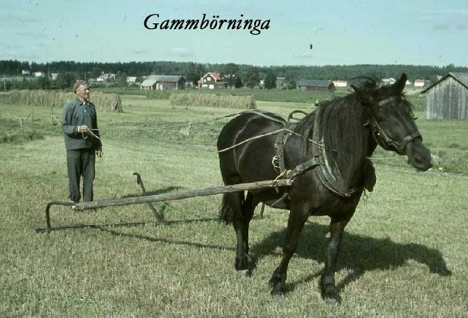 Gammbörninga