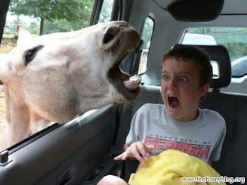 funny-screaming-boy-horse.jpg
