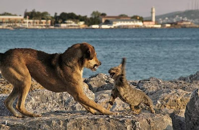 Köpek yavrusu sokaktaki tuvalete nasıl alıştırılır: çocuğa önemli bir konuyu öğretiriz Köpek yavrusu sokaktaki tuvalete nasıl alıştırılır: çocuğa önemli bir konuyu öğretiriz